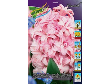 Hyacinth Prince Of Love 94,2�. �� 5 ��..jpg