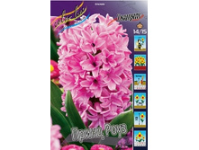 Hyacinth Prince Rose 77,7�. �� 5 ��.jpg