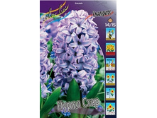Hyacinth Purple Star 66,8�. �� 5 ��.jpg