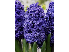 Hyacinth Royal Navy 138�. �� 5��..jpg