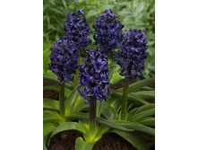 Hyacinth Springfield 77,7�. �� 5��.jpg