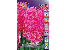 Hyacinth Vuurbaak 86�. �� 5��.jpg