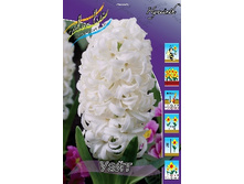 Hyacinth White 69,5�. �� 5��.jpg