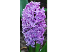 Splendid_Cornelia 61,3�. �� 5 ��..jpg