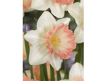 Narcissus Britisch Gamble 121,6�. �� 5 ��..jpg