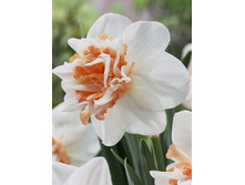 Narcissus Extravaganza 159,9�. �� 7��..jpg