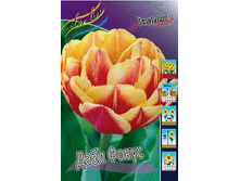 Tulipa Double Focus 93,3�. �� 10��.jpg