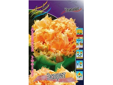 Tulipa Esprit 175,1�. �� 10��.jpg