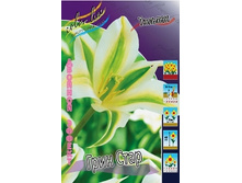 Tulipa Green Star 134,2�. �� 10��..jpg
