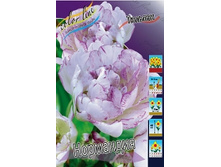 Tulipa Normandie 251,7�. �� 10��.jpg