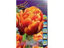Tulipa Pebble 98,5�. �� 10��.jpg