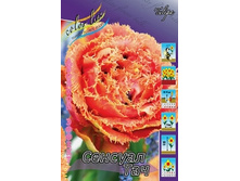 Tulipa Sensual Touch 170�. �� 10��.jpg