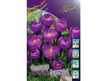 Crocus Flower Record 87,7�. �� 15��.jpg