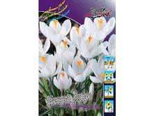 Crocus Jeanne d' Arc 87,7�. �� 15��.jpg
