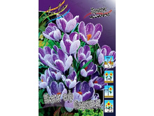 Crocus King of the Striped 87,7�. �� 15��.jpg