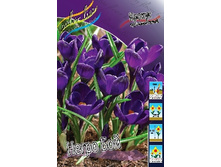 Crocus Negro Boy 112,2�. �� 15��.jpg