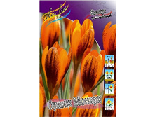 Crocus Orange Monarch 132,2�. �� 15��.jpg