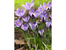 Crocus sieberi Spring Beauty 52,5�. �� 15��.jpg