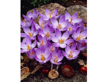 Crocus speciosus Conqueror 70,9�. �� 15��.jpg