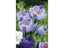 Crocus Striped Beauty 87,7�. �� 15��.jpg