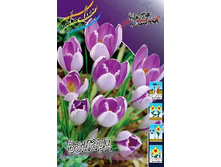 Crocus Vanguard 98,5�. �� 15��.jpg