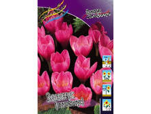 Crocus zonatus (kotschianus) 121,4�. �� 15��.jpg