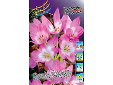 Colchicum Lilac Wonder 198,1�. �� 3��.jpg