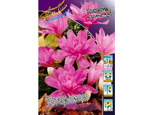 Colchicum Waterlily 213,4�. �� 3��.jpg
