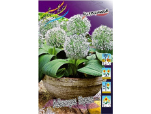 Allium Ivory Queen 70,4�. �� 5��.jpg