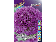 Allium Purple Sensation 571�. �� 5��.jpg