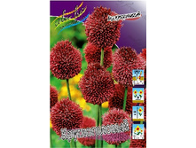 Allium sphaerocephalon 44,8�. �� 15��.jpg