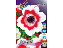 Anemone coronaria Bicolor 54�. �� 15��.jpg