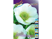 Anemone coronaria Bride 44,8�. �� 15��.jpg