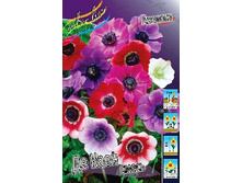 Anemone coronaria De Caen Mixed 44,8�. �� 15��.jpg