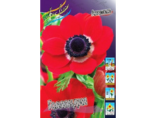 Anemone coronaria Hollandia 44,8�. �� 15��.jpg