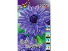 Anemone coronaria Lord Lieutenant 52,5�. �� 15��.jpg