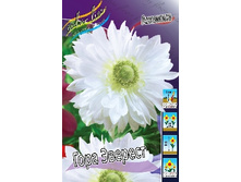 Anemone coronaria Mount Everest 52,5�. �� 15��.jpg