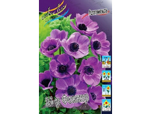 Anemone coronaria Mr.Fokker 52,5�. �� 15��.jpg