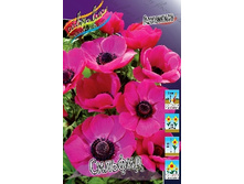 Anemone coronaria Sylphide 52,5�. �� 15��.jpg