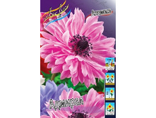 Anemone coronaria The Admiral 52,5�. �� 15��.jpg
