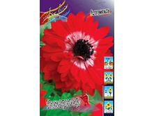Anemone coronaria The Governor 44,8�. �� 15��.jpg