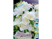 Freesia Double White 80,1�. �� 15��.jpg