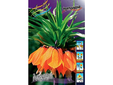 Fritillaria imperialis Aurora 149,5�. �� 2��.jpg