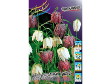 Fritillaria Meleagris 70,9�. �� 15��.jpg