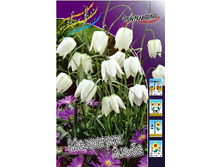 Fritillaria meleagris Alba 129,1�. �� 15��.jpg