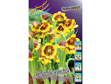 Fritillaria Michailovsky 228,7�. �� 15��.jpg