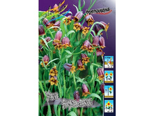 Fritillaria uva-vulpis 66,3�. �� 15��.jpg