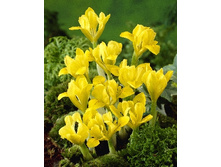 Iris danfordiae 75,5�. �� 15��.jpg