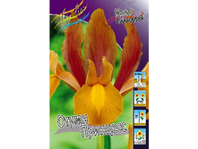 Iris hollandica Autumn Princess 83,1�. �� 10��..jpg