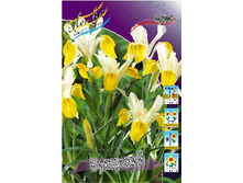 Iris juno bucharica 159,8�. �� 10��.jpg